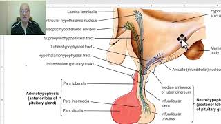 Anatomy of CNS module 2024 Interpeduncular fossa by Dr Wahdan [upl. by Annovahs927]