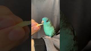 Lineolated Parakeet Wasabi Eating Apple Shorts [upl. by Cort]