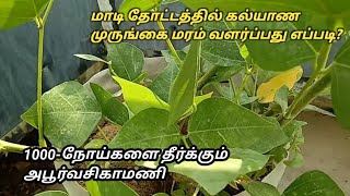 Cultivation of Kalyana Murungai in the Terrace Garden  and Medicinal Uses  Erythrina Indica [upl. by Llerol771]