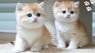 Golden British Shorthair  Cute And Adorable Cat Compilation [upl. by Aetnahs351]