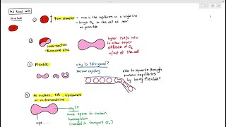 Haematology  Red Blood Cells [upl. by Hillegass]