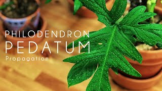 Philodendron Pedatum  Cut amp Propagation [upl. by Isador480]