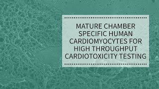 Mature Chamber Specific Human Cardiomyocytes for High Throughput Cardiotoxicity Testing  REPROCELL [upl. by Oludoet]