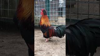 Loud Rooster Crowing Sound 🐓 [upl. by Fantasia]