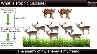 What is a Trophic Cascade Top down vs Bottom up Explained in 3 minute [upl. by Ellinger406]