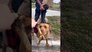 Passing out Bones to Dogs on the Streets [upl. by Ynots761]