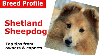 Shetland Sheepdog quotSheltiequot Dog Breed Guide [upl. by Kaliope]