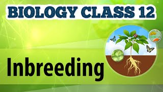 Inbreeding  Animal Husbandry  Biology Class 12 [upl. by Arlee]