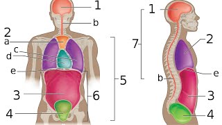 BODY CAVITY  DORSAL  VENTRAL CAVITY  ORGANISATION OF ORGANS [upl. by Hibbs642]