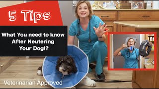 Caring for your dog after Neutering them  5 Tips  Veterinarian approved [upl. by Azalea]