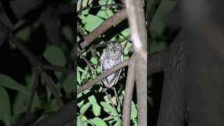 Oriental scops owl calling [upl. by Ojaras442]