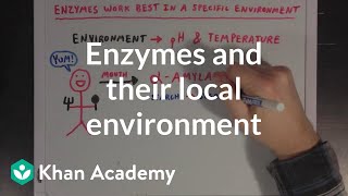 Enzymes and their local environment  MCAT  Khan Academy [upl. by Beuthel865]