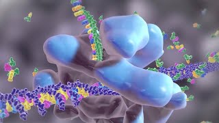 How Your Body Creates Proteins [upl. by Sargent534]