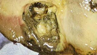 VET opens hoof abscess LOOK what we find inside horse hoof infection ABSCESS treatment hoof [upl. by Cyprio]