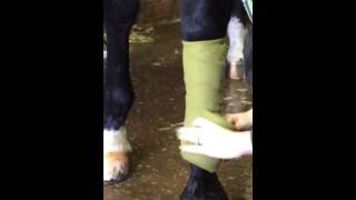 How To Bandage For Dressage [upl. by Orecic228]