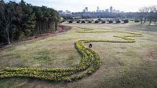 A winding path of yellow flowers has emerged at Dix Park [upl. by Sopher]