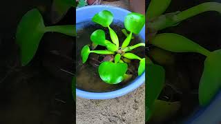 Water Hyacinth Eichhornia Crassipes growing in a Plastic Bowl shorts [upl. by Oisor510]