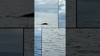 Maui Whale Watching 😇❤️👍🙏 whale maui hawaii [upl. by Conlon]