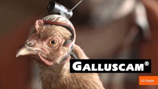 The Stabilization Power of Chicken Heads Featured in New Commercials [upl. by Rubinstein424]