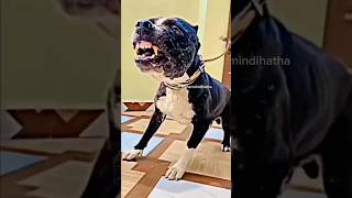 pitbull Dog🔥 shorts ytshorts viral dog [upl. by Neeron309]