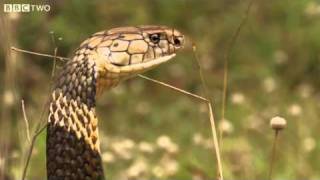 How Dangerous Is The King Cobra  Natural World One Million Snake Bites Preview  BBC Two [upl. by Aerdnuahs]