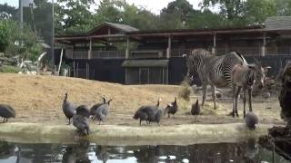 Dierenpark Amersfoort de Grote Wildernis [upl. by Esimorp]