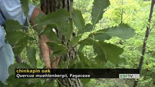 Trees with Don Leopold  chinkapin oak [upl. by Enetsirhc154]