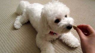 Bichon Short Training Session Monchi [upl. by Malley]