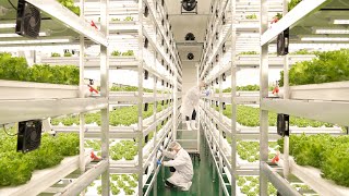 farming is science process of growing fresh vegetables by Korean scientists [upl. by Kemble]