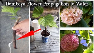 How Dombeya Plant Propagation  Dombeya Flower Plant from Cutting in Water  Easy Dombeya Plant Grow [upl. by Winnie]