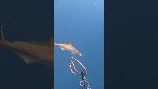 Spearing a last minute Cobia before ending dive [upl. by Jorie246]