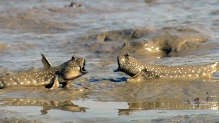 Walking Fish and Fiddler Crabs Dine on a Muddy Buffet  Ganges  BBC Earth [upl. by Jermayne]