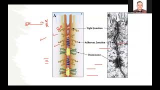 Histology  Epithelium I Introduction [upl. by Eno]