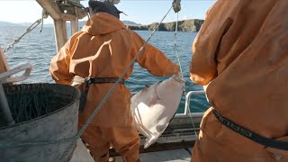 Snagged Line and Some Big Fish  2023 Alaska Halibut Season [upl. by Ynolem]