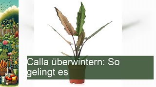 Calla überwintern So gelingt es [upl. by Gerita]