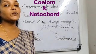 Coelom and Notochord in chapter Animal kingdom plus one zoologyeducation students zoology exam [upl. by Sanborne]