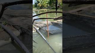 Fingerlings for fishpond 2 fish fishpond tilapia fish farmlife tinyfish [upl. by Nawrocki]