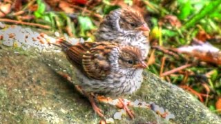 Chipping Sparrow Babies Leave The Nest [upl. by Nissy]