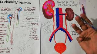 Renal physiology 44  Vesicoureteral reflux [upl. by Esylla377]