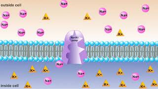 Biyoloji ÖzetSodyumPotasyum Pompası [upl. by Jan649]