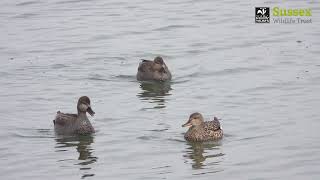 Gadwall call [upl. by Dadirac]