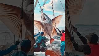 Giant Sea Monsters Caught by Fishermen 🐙🎣GiantSeaCreatures FishingDiscoveries OceanMysteries [upl. by Tinya]