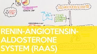 The ReninAngiotensinAldosterone System RAAS  Sarah Clifford Illustration Tutorial [upl. by Herodias]