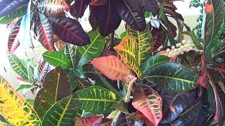 Croton Plant  Visual Identification [upl. by Cicero]