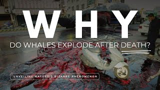 Why Do Whales Explode After Death  Unveiling Natures Bizarre Phenomenon [upl. by Gerladina]