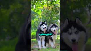 Wilk Syberyjski vs Alaskan Malamute Pojedynek Arktycznych Gigantów 🐺❄️🐕 [upl. by Artur]