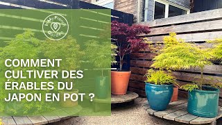 🍁​ Comment cultiver des Érables en pot [upl. by Darcee]