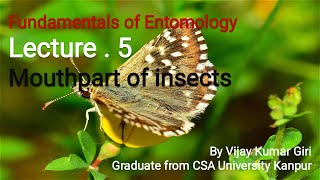 Lecture 5 fundamentals of entomology mouthparts of insects and modification of mouthparts of insects [upl. by Kester]