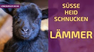 Heidschnucken Lamm 💜 Tierbabys Lüneburger Heide [upl. by Onirefes483]