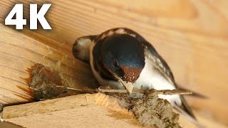 4K ツバメの巣作り Barn Swallow Building a Nest Ultra HD [upl. by Triplett358]